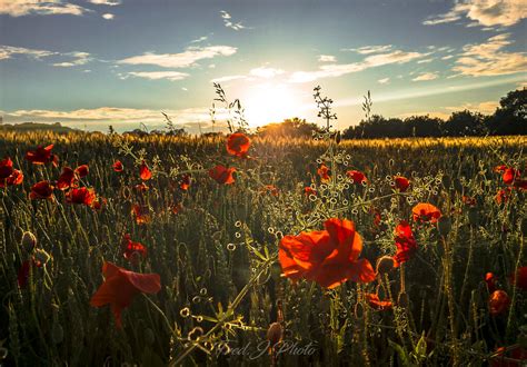  Rêve d'un Soir de Printemps – Une Sonate de Douceur Mélancolique et d'Éclat Vibrant